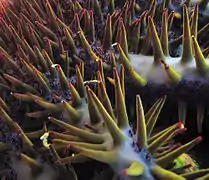 Piquants et venin d'une étoile de mer Acanthaster planci.