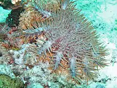 L'étoile de mer Acanthaster planci se nourrit de corail ; elle est désormais invasive dans certaines régions, où elle détruit des récifs entiers.