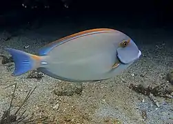 Un chirurgien couronné (Acanthurus dussumieri)