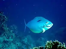Un gros poisson avec un tout petit sur le flanc