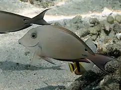 Un chirurgien brun (Acanthurus nigrofuscus) juvénile