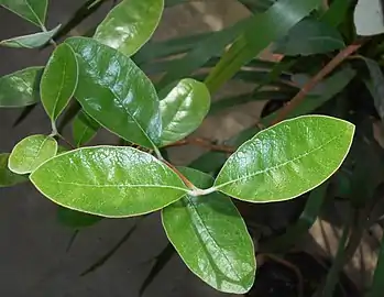 Feuilles de feijoa