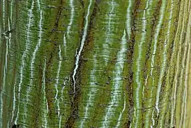 Tronc jaspé de l'érable du père David