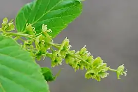 Inflorescence d'érable du père David