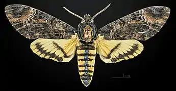 Face dorsale du mâle MHNT