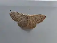 Acidalie des pâturages