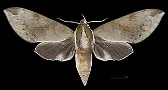 Avers de la femelle(coll.MHNT)