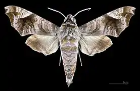 Acosmeryx anceus subdentata Face dorsale du mâle