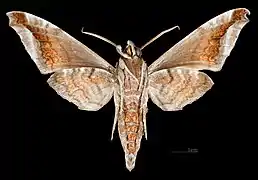 Acosmeryx naga hissarica revers du mâle