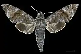 Face dorsale du mâle MHNT