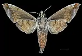 △ Revers du mâle MHNT