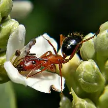 Fourmi Camponotus floridanus aidant à la pollinisation d'une fleur de palétuvier Avicennia germinans.