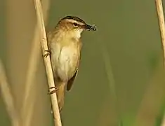 Vue d'un oiseau agrippé à une petite branche, un insecte dans le bec.