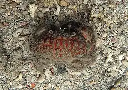 Actaeodes hirsutissimus