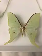 Actias artemis ssp. aliena, mâle