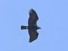 Aigle ibérique en vol.