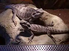 Mâle (en haut) et femelle (en bas)