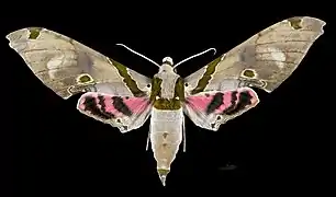 Avers du mâle(coll.MHNT)