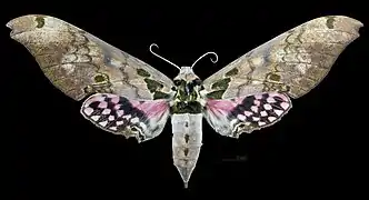 Avers de la femelle (coll.MHNT)