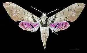 Adhemarius gannascus cubanus face dosale MHNT