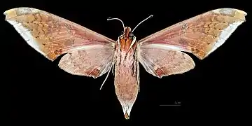 Revers de la femelle