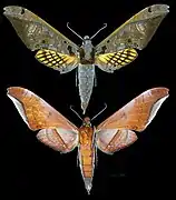 Adhemarius tigrina  - MHNT