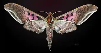 ♂△ Revers - Muséum de Toulouse