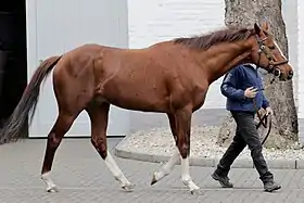 Image illustrative de l’article Adlerflug