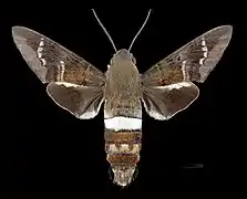 Avers du mâle (coll.MHNT)