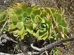 Détail des feuilles margées de rouge.