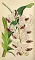 Aerides crispumCurtis's Botanical Magazine1849.