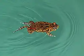 Crapaud guttural nageant dans le lac Sibaya, dans le parc de la zone humide d'iSimangaliso en Afrique du Sud. Octobre 2014.