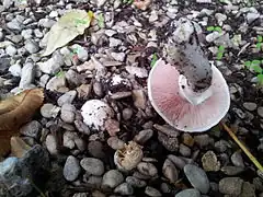 Agaric des trottoirs dans l'allée d'un parc à Paris
