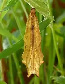 Chrysalide, vue de face.