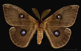 Mâle, face dorsale MHNT
