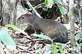 Agouti