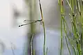 Agrion élégant (Ischnura elegans) dans un marais tourbeux alcalin