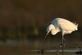 Aigrette garzette à la recherche de proies.