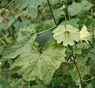 Alcea rugosa