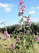 Alcea setosa