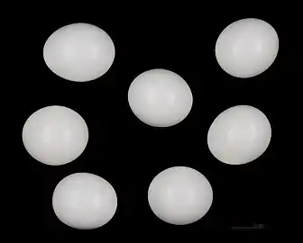 Œufs de Martin-pêcheur d'Europe au muséum de Toulouse.