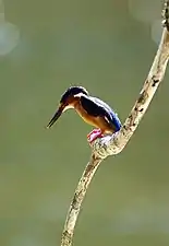 Martin-pêcheur vintsi.