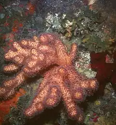 Alcyonium acaule, un Alcyoniidae