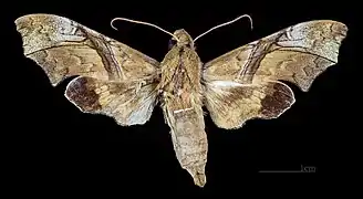 Vue dorsale de la femelle(coll.MHNT)