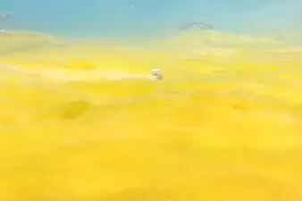 Tapis d'algues jaunes au ras Mohammed. Mars 2022.