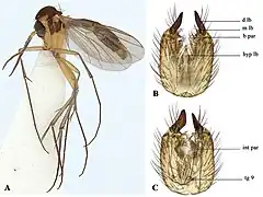 Allodia caligata.