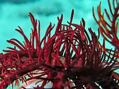 Idem chez Alloeocomatella polycladia