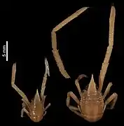 Allogalathea longimana.