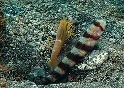 Association mutualiste entre un gobie Amblyeleotris wheeleri et une Alpheus ochrostriatus à la Réunion.