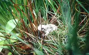 Adulte dans les joncs (Landes paratourbeuses du Plateau d'Helfaut, Pas-de-Calais, France)